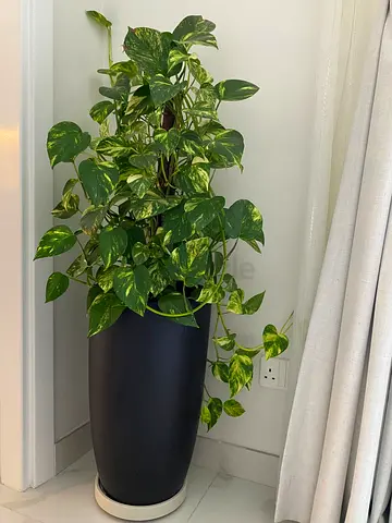 Large Golden Pothos (Epipremnum aureum, money plant) in Tall Black Planter - Healthy Indoor Plant