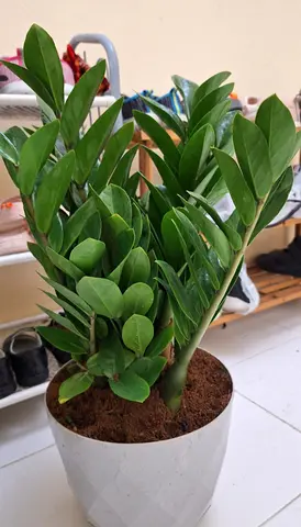 Home Plants