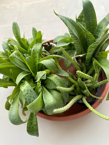 Mixed succulent  snake plant basket arrangement in terracotta pot