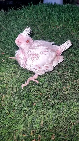 Young rescued chick