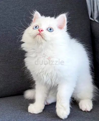 Adorable Pure Persian kittens