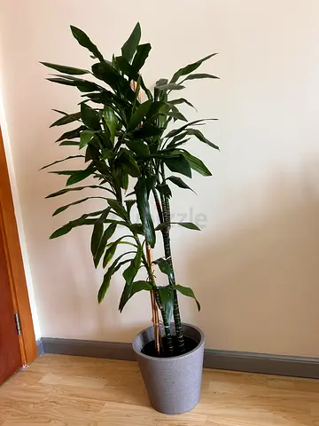 Plant