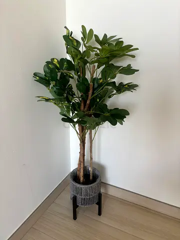 Tall indoor potted Ficus tree with decorative planter — good condition