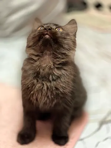 Long haired black kitten for free adoption 2 months old male