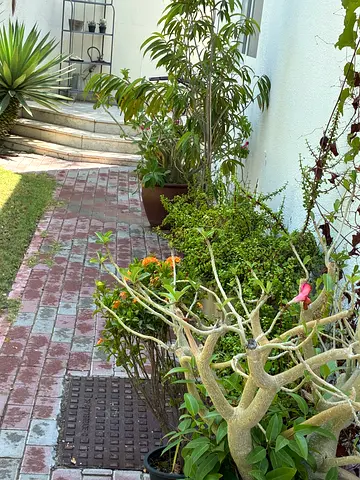 Garden Plants ( 10 plants in pots)