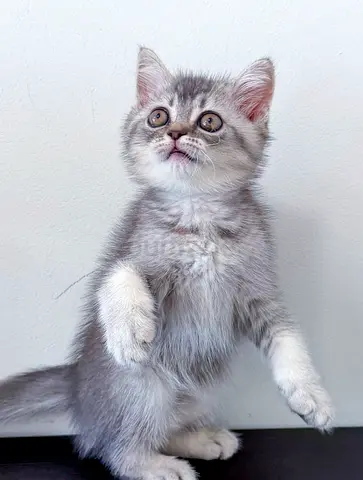 Adorable Pure British Shorthair Chinchilla