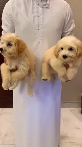 Maltipo 3 months