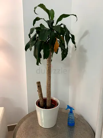 Indoor Dracaena Plant in White Pot