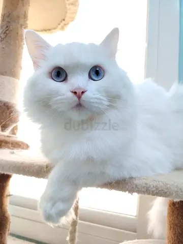 Two Beautiful Breed PERSIAN sisters, females, 1 year old, spayed and vaccinated