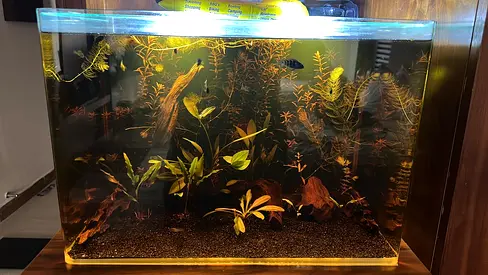 Aquarium