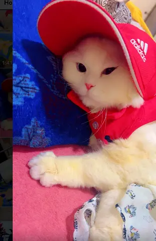 Cat for adoption