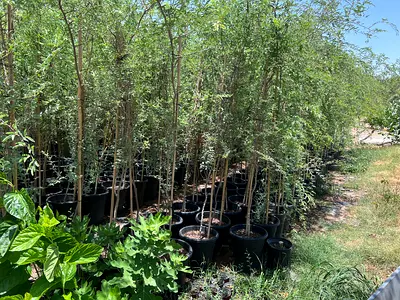 Wholesale Row of young potted trees / saplings — multiple available