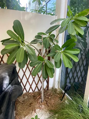 Frangipani Tree - Healthy Outdoor / Patio Plant