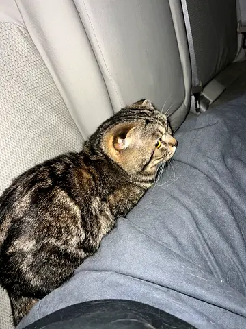 Cats