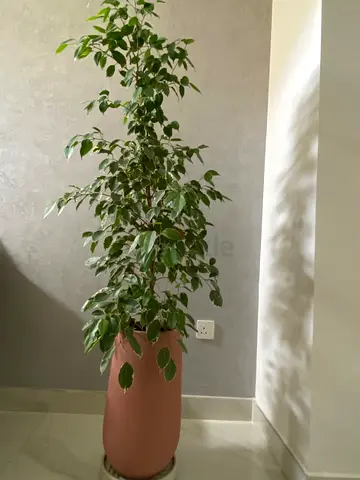 Tall Indoor Potted Ficus Benjamina (Live Plant) with Decorative Planter