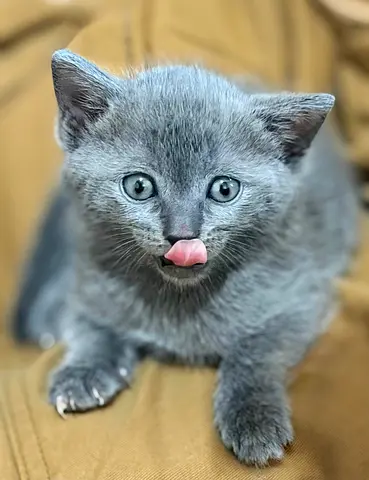 2-month-old gray kitten looking for a loving home