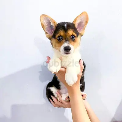 Pembroke Welsh Corgi Puppies