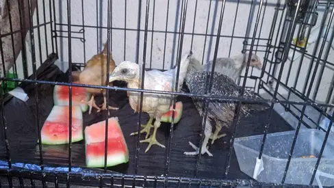Baby chicks