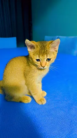 Three shorthair kittens