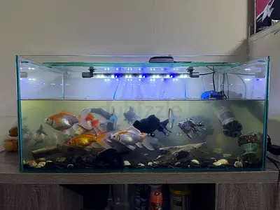 Large Glass Aquarium with Goldfish, Filter, LED Light and with accessories - Ready Setup