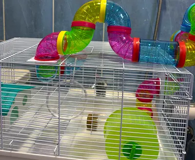 ‏hamster