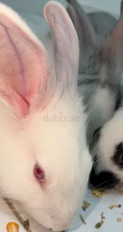 Rabbit free aription