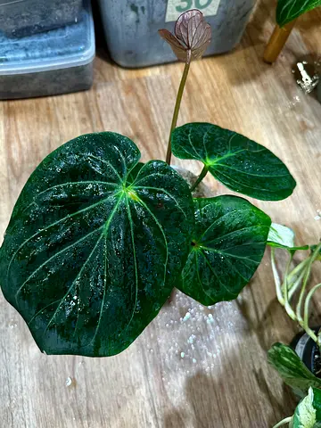 Anthurium King of spades HU  Aed425/-. Pickup near financial center metro. Delivery can be arranged