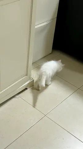 Small white kitten looking for a new home - friendly and curious