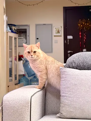 British shorthair free adoption