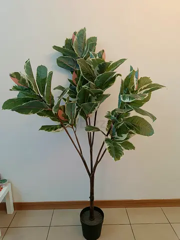 Plants