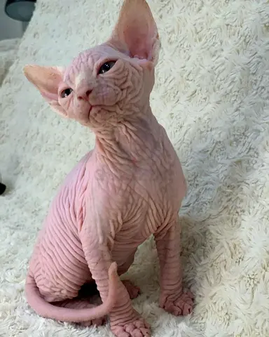Sphynx kittens