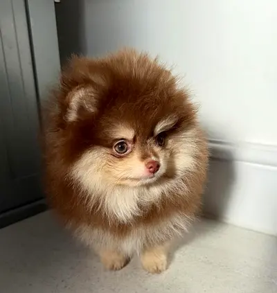 Cute Fluffy Pomeranian Puppies