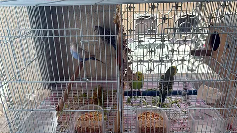 Budgies available