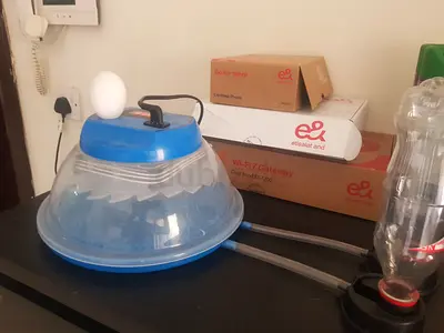 Egg encubator