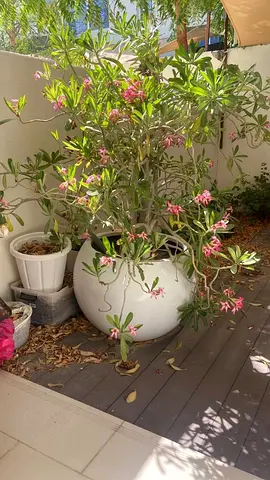 Large Desert Rose tree with big white pot
