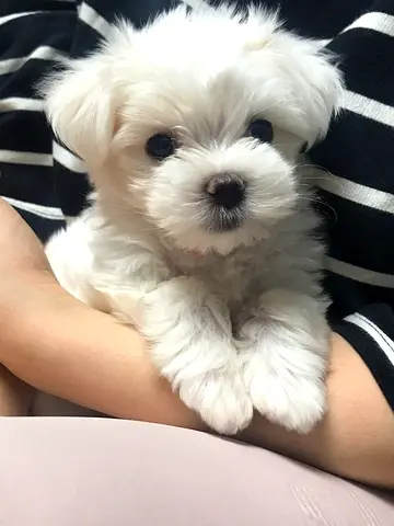 Cute white Maltese puppy available for adoption
