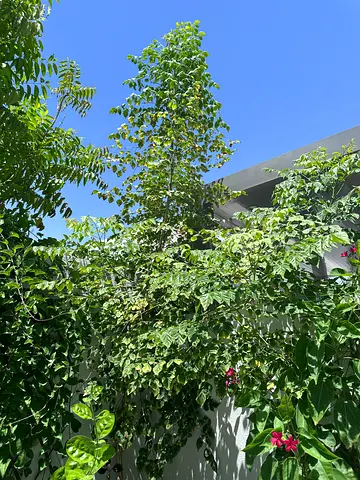 Outdoor big tree almost 4 meters long