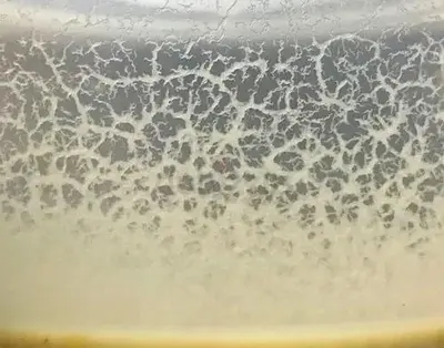 Microworms starter culture available