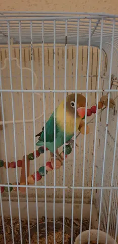 Green and yellow lovebird with toys, healthy and tame