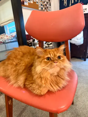 Rehoming cat