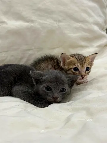 2 kitten Boy and Girl for Adoption