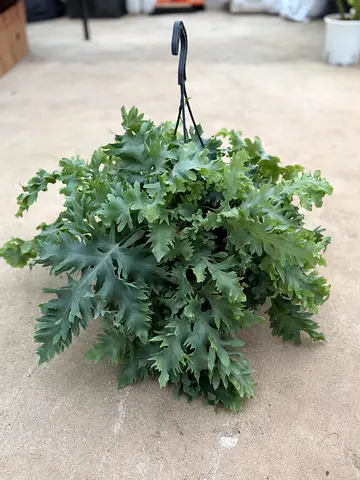 Davana Blue Star Fern – Phlebodium Aureum | Indoor Air‑Purifying Plant | UAE Delivery
