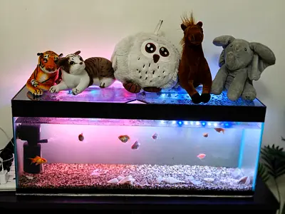 Fish Tank Complete Setup