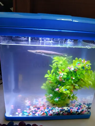 Small home aquarium with fish and decor aligator gar