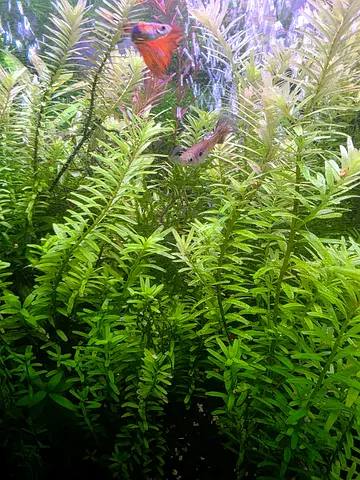 Aquarium Plants Trimmings for Sale - Rotala Rotundifolia (green)