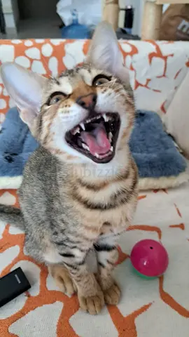 🐾 FREE URGENT Adoption – Adorable Vaccinated Arabian Mau Kittens Looking for Forever Homes 🐾