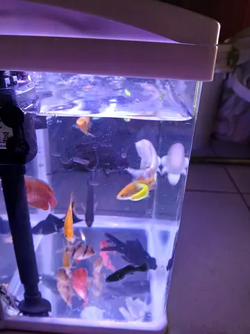 Small aquarium with mixed freshwater fish, tank and filter included