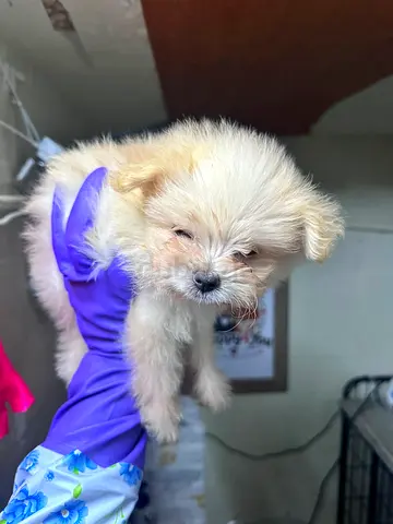 Small fluffy puppy looking for a new home - approx. young