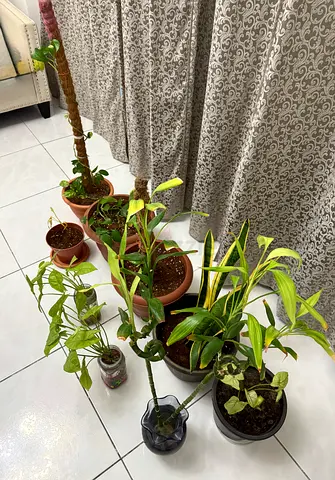 Plants