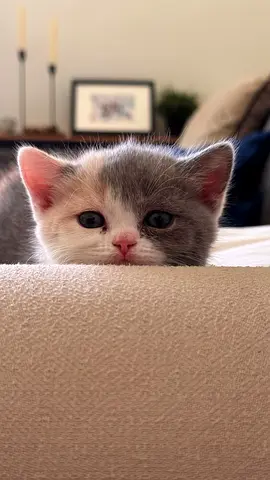British shorthair caligo kitten looking for a home